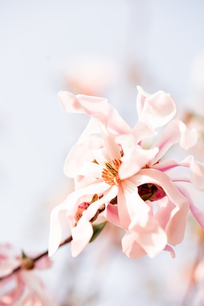 白色和粉红色的花朵在近距离摄影

